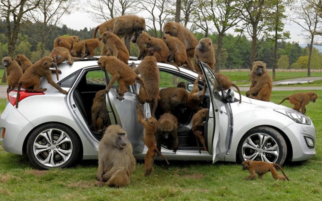 Hyundai i30 et ses amis babouins