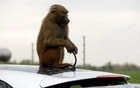 Hyundai i30 et ses amis babouins