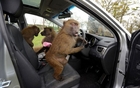 Hyundai i30 et ses amis babouins
