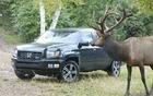 Pas nerveux le wapiti.